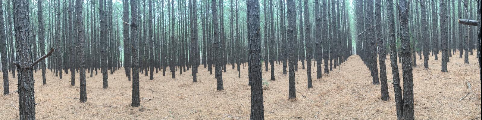 Eastern Virginia and Northeast North Carolina Forestry Management Services Cover