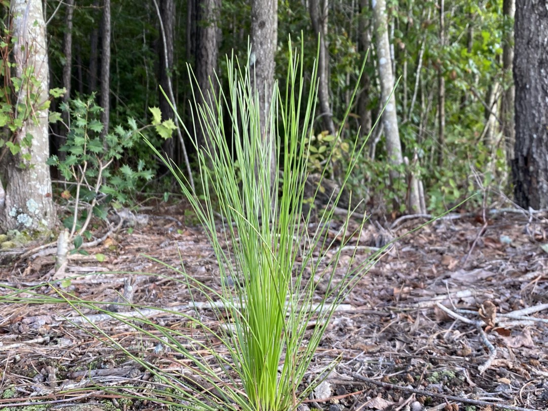 Longleaf Pine Seedling